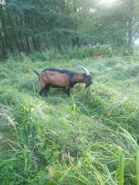 Vând țap alpin franceze