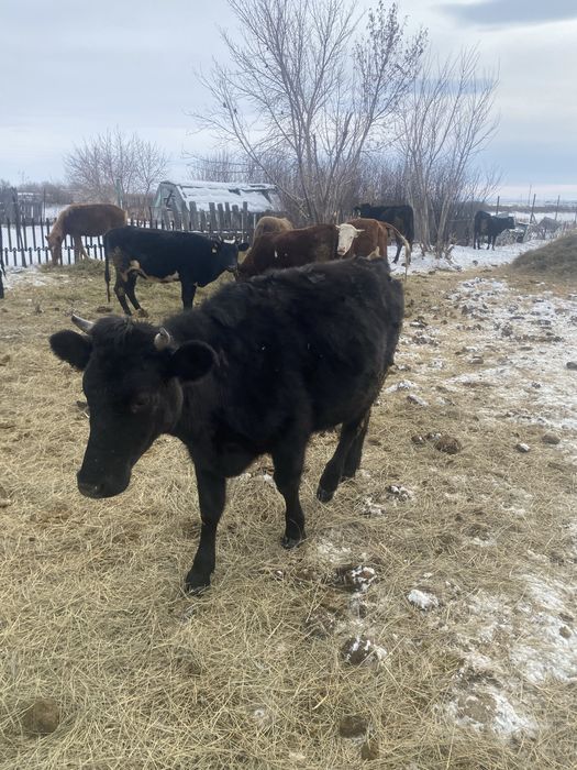 Перво телки Коровы