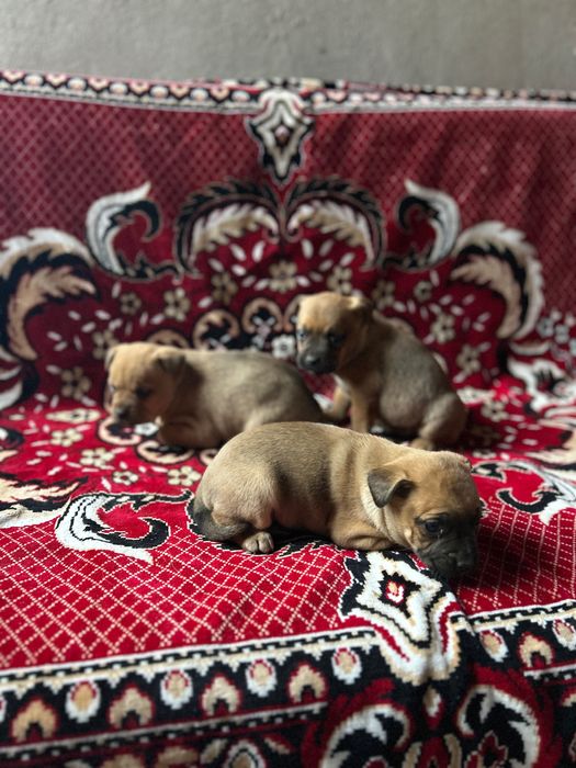 Френски булдог майка