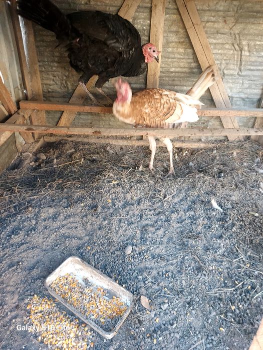 Продам пару индюков