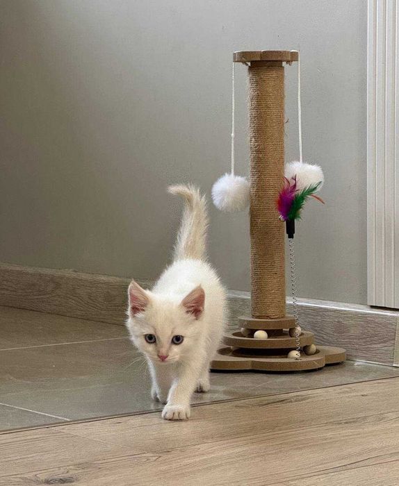 Котенок 1,5 месяца