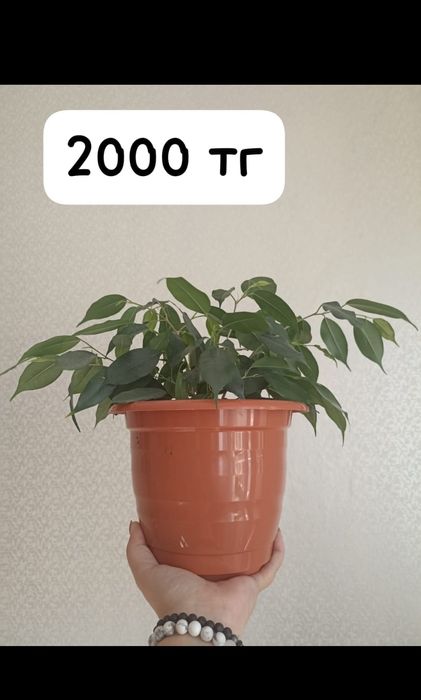Продам домашние цветы