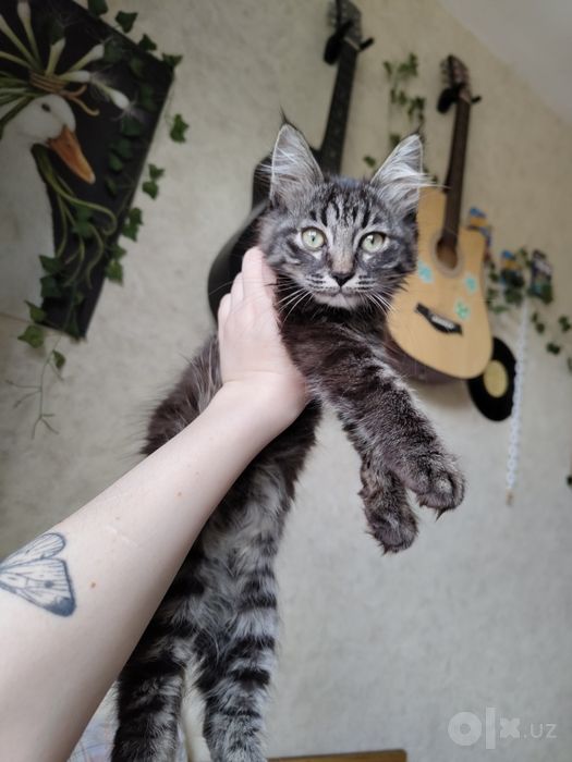Котенок бесплатно в добрые руки