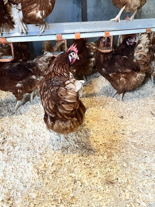 Găini roșii outoare