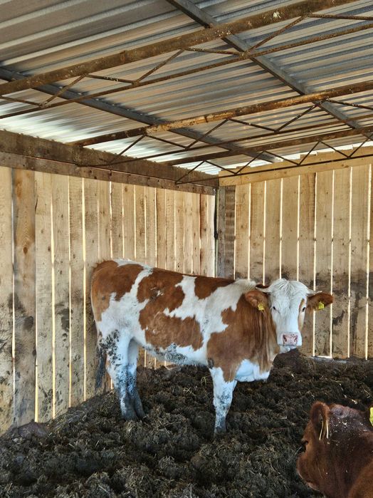 2 juninci de vanzare