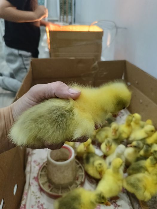 Продам  гусат линда