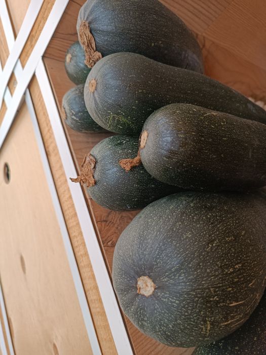 Продам кабачки цукини