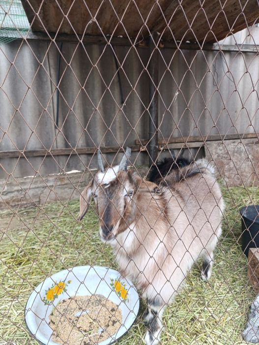 Животные козлы упитанные