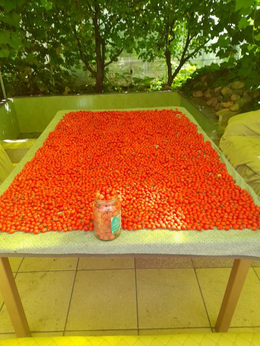 Баяршник    продаю