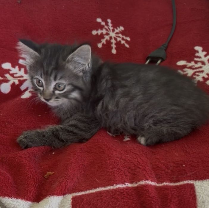 Котята  1,5 месяцев.