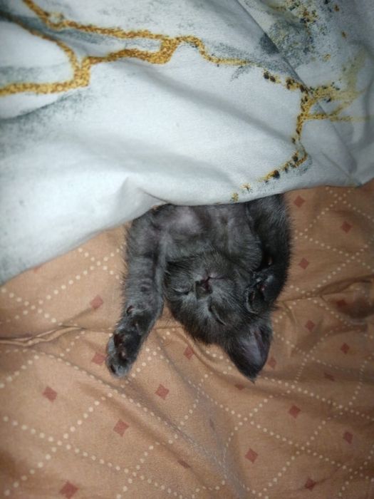 Отдам котенка в добрые руки