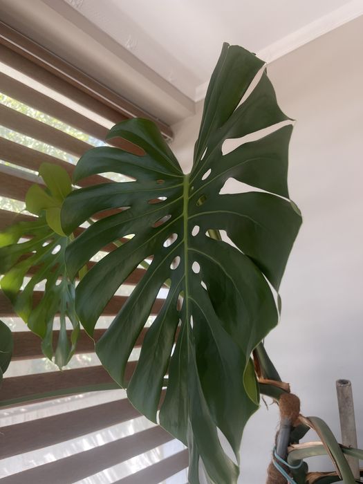 Комнатное растение-Монстера