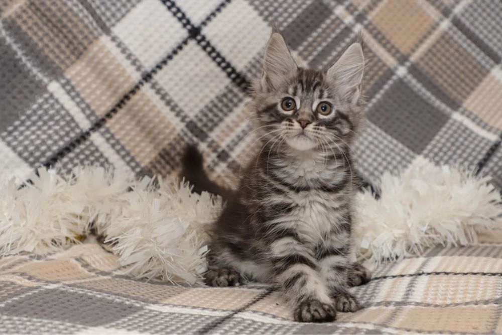 Кошечка породы Мейн кун, клубная