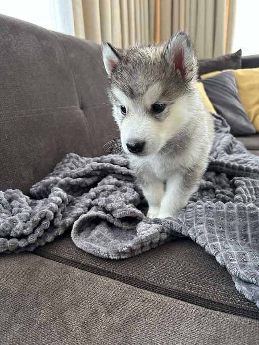 Кученца Аляски маламут