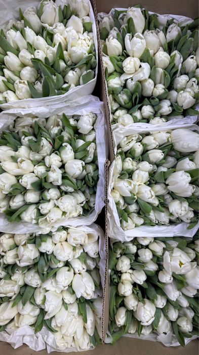 Свежие Тюльпаны оптом