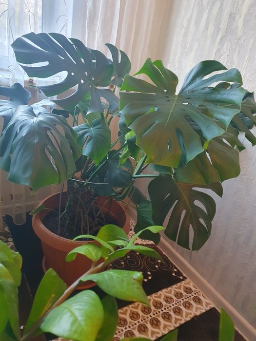 Цветок Монстера продам