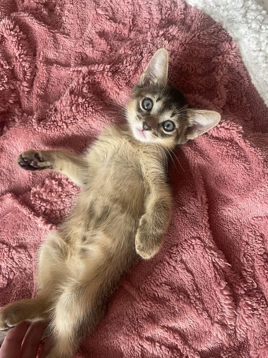 Абисинский котенок