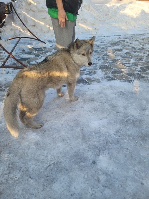 Возьмите собачку западнасибирская лайка