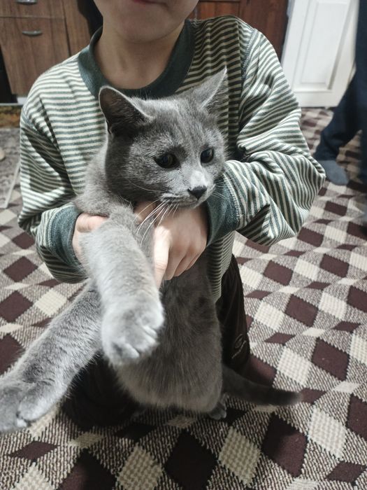 Британский мушук