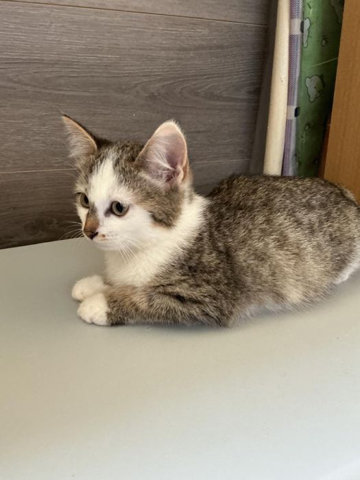 Отдам котенка в добрые руки