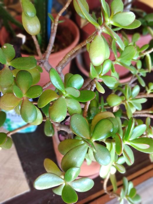 Распродажба саксийни цветя