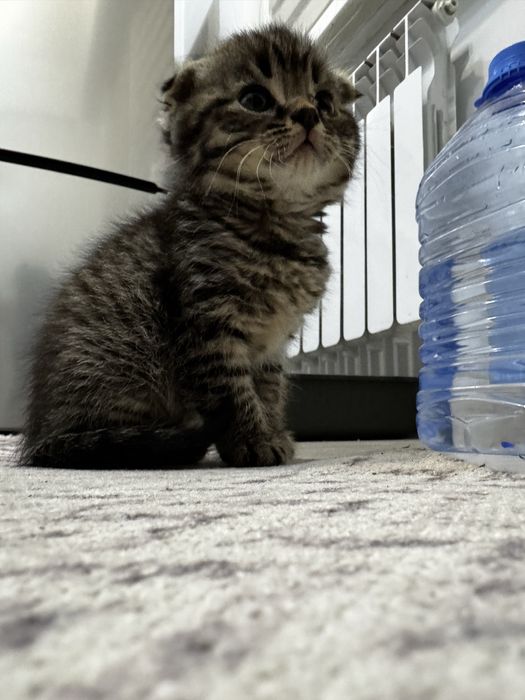 Котенок 3 месяца мальчик