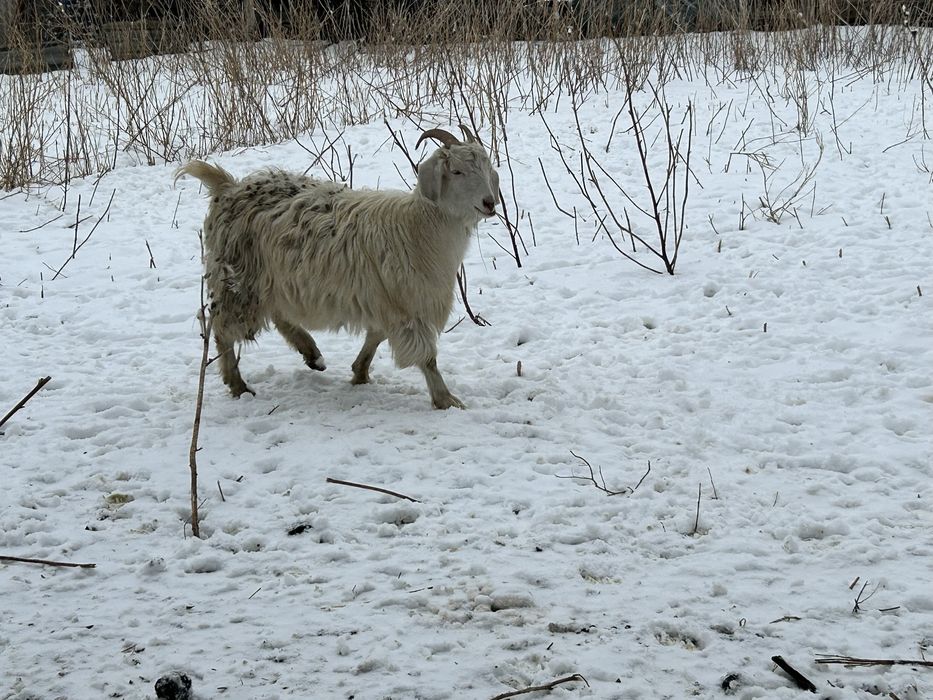 Продаются козы, 2 шт . Девочки