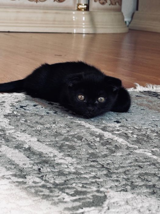 Продам котенка шотландца