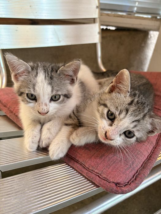 Домашни любимци котета