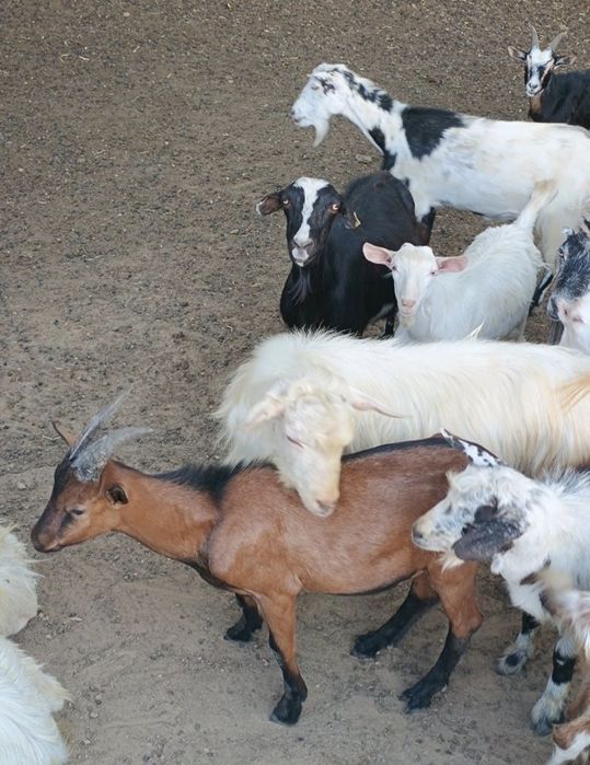 Capra alpina franceza gestanta