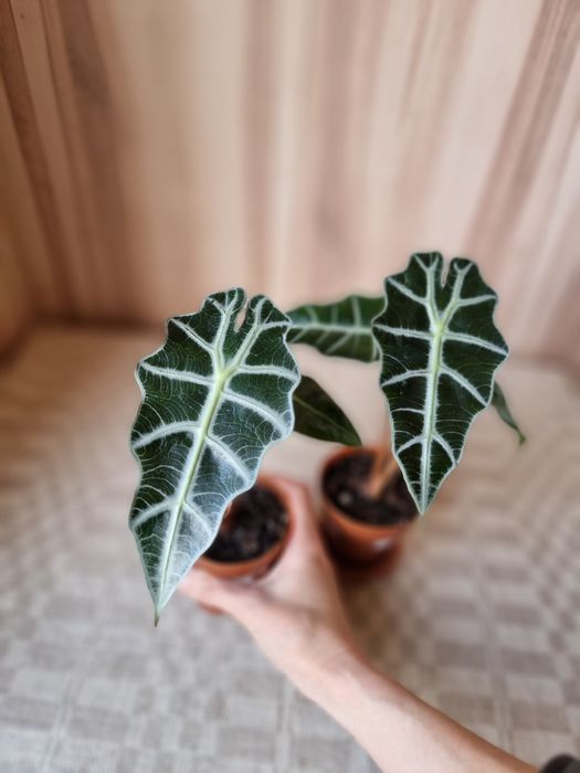 Продам алоказии Полли