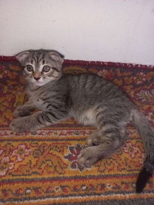 Котята породистые