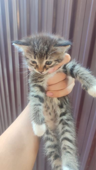 Котята бесплатно
