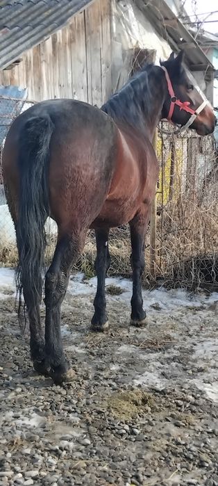 Vând iapa de 3 ani foarte cuminte curata la picioare se probează cum d