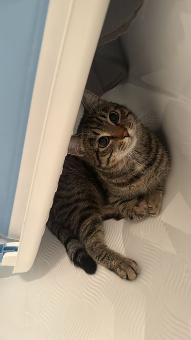 Кот домашняя в добрые руки