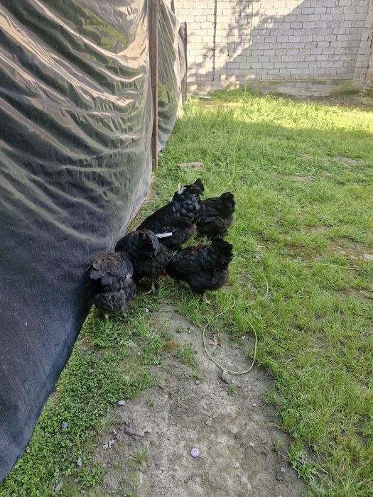 Tovuq xorozlar sotiladi