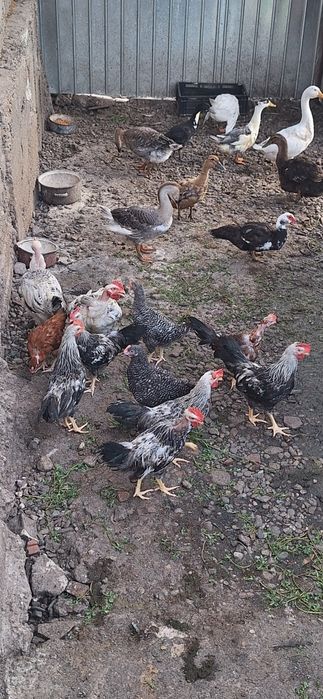 10  cocosi din vara