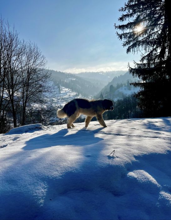 Căutare stână serioasă pentru câine ciobănesc de Bucovina