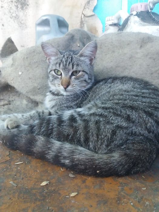 Кошка стерилизованная