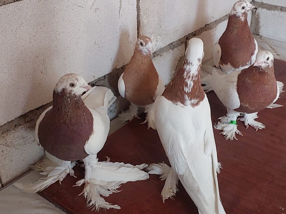 Голуби Капканы продаются молодые