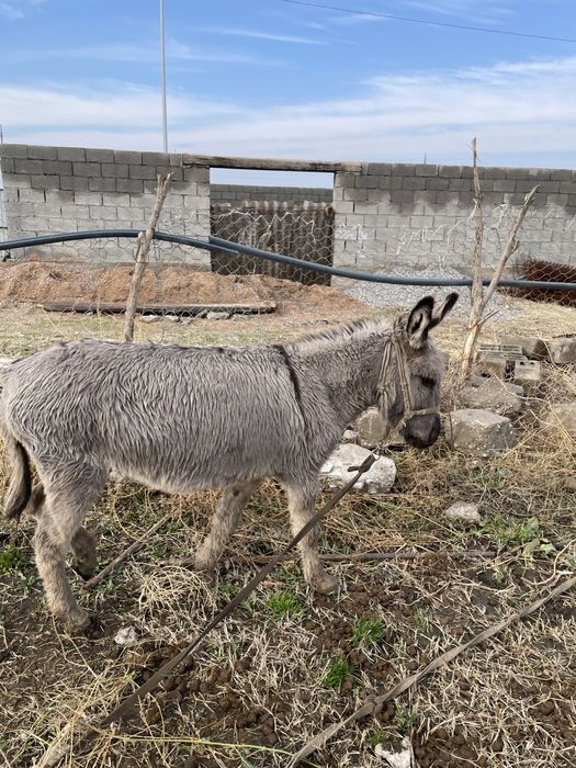 Сатылатын ұрғашы ешек