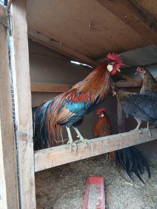 Cocoși Phoenix 2025/schimb