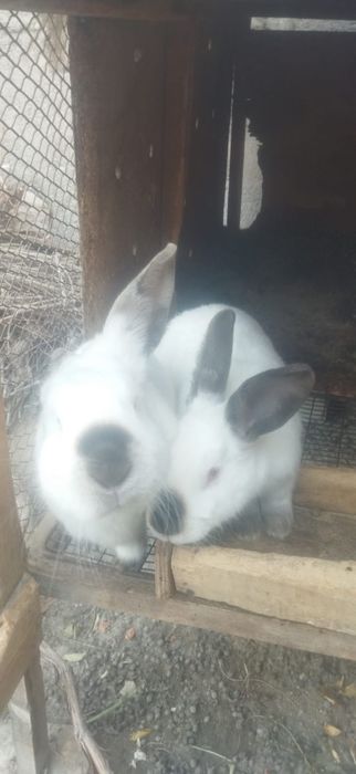 Калифорния ва фландр куенлар сотилади