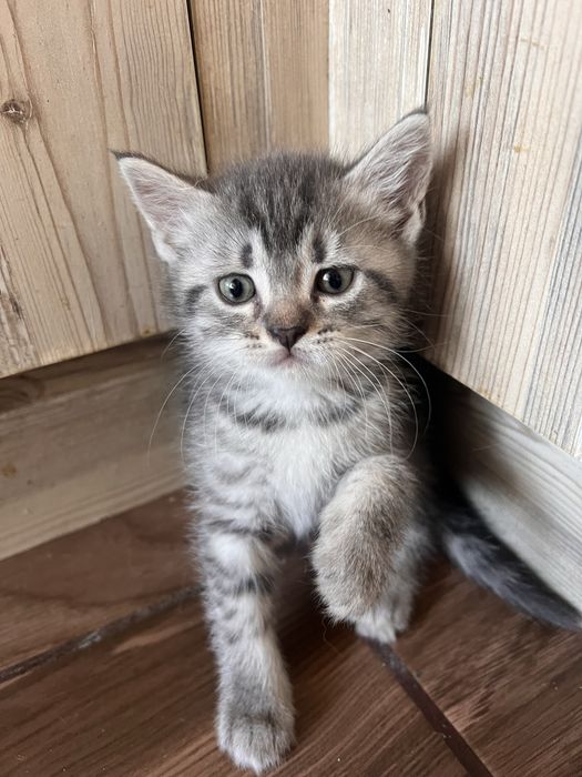 Шотландски клепоухи и правоухи котета британски котки