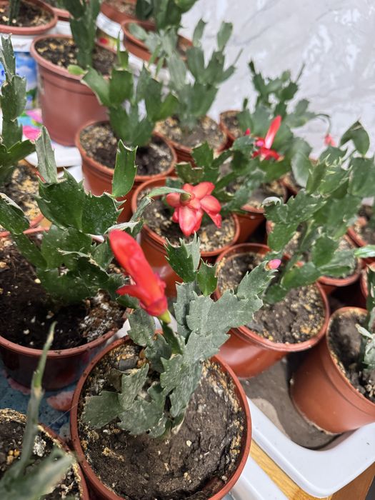 Шлюмбергера декабрист