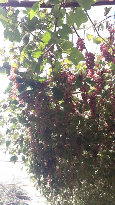 Toaletare pomi fructiferi, trandafiri și vie.