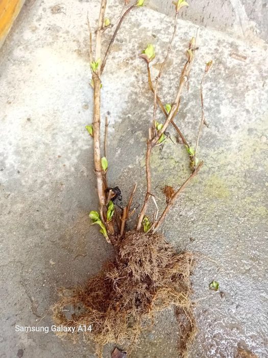 Хортензия  Розова