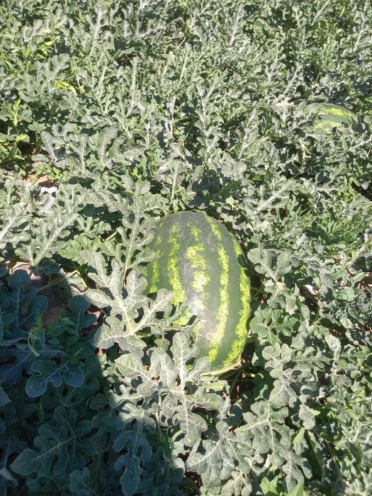 Продам Арбузы оптом