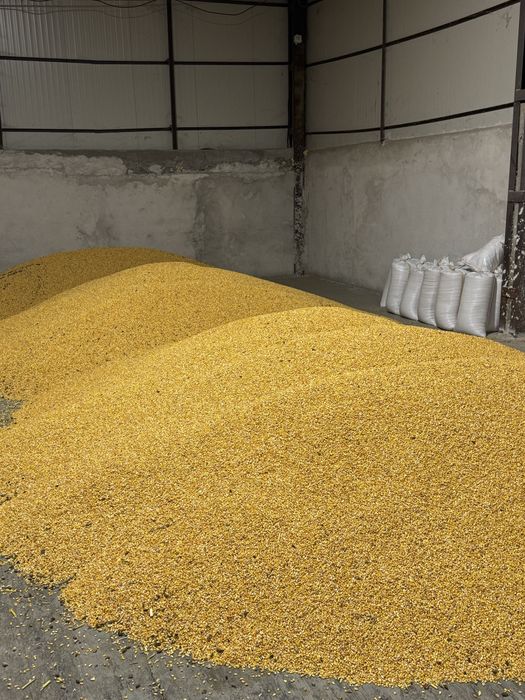 Porumb boabe recoltă 2025