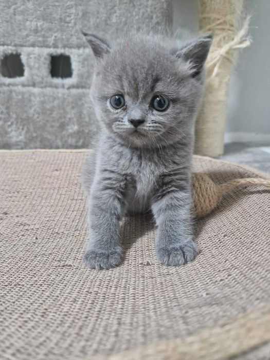Имам Шотландски клепоухи и британски късокосмести котенца.